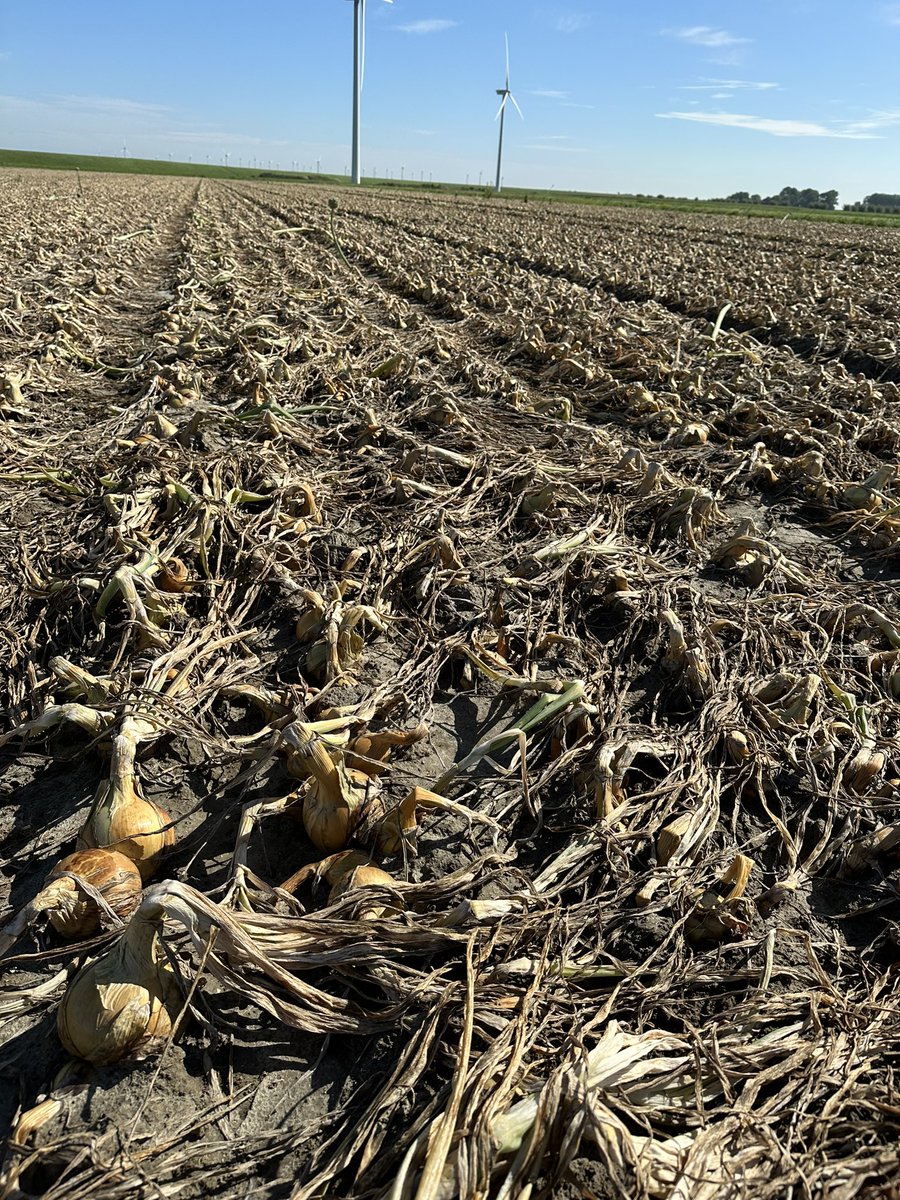 Tommie Geluk tweet media