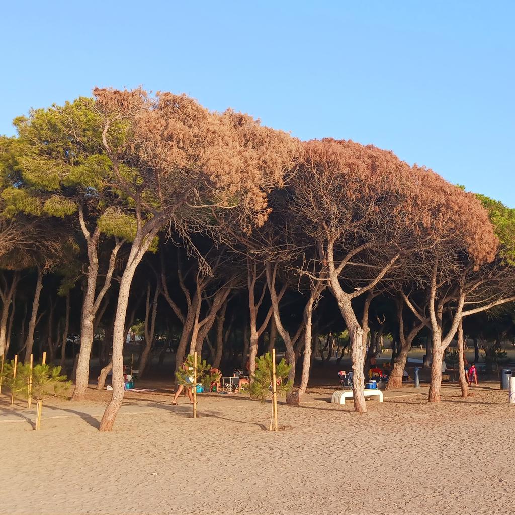 Nuestro Mar Menor tweet media