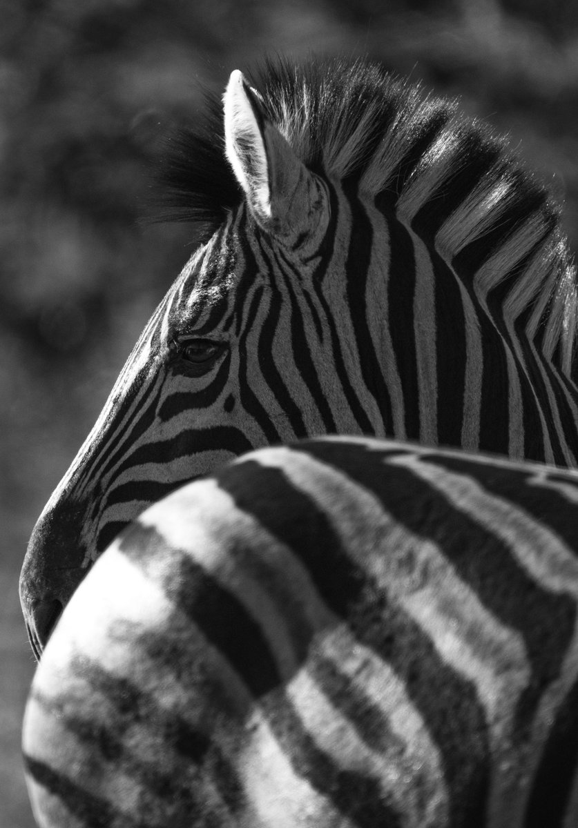 B&amp;W portrait of a zebra in Somkhanda,South África