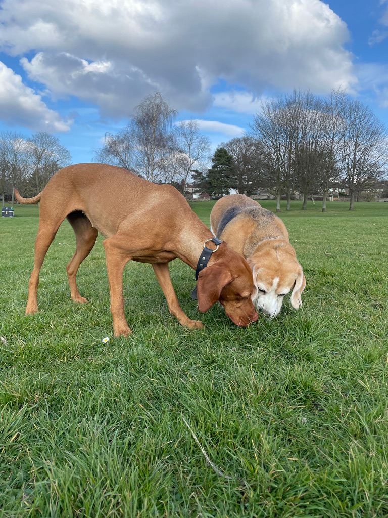 TheBarmyBeagle's tweet image. When you and your bestie catch a whiff of the same drama. 👀 🐾 

#SynchronizedSniffing