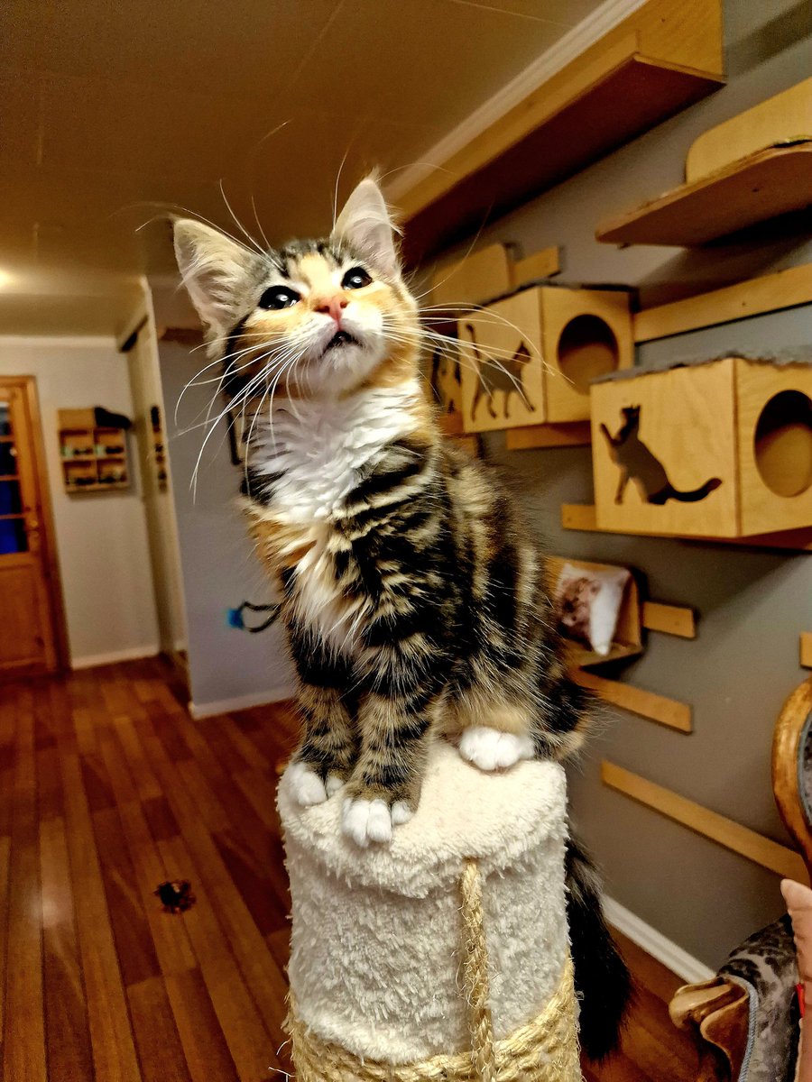 Our beautiful rescued Stephanie💖