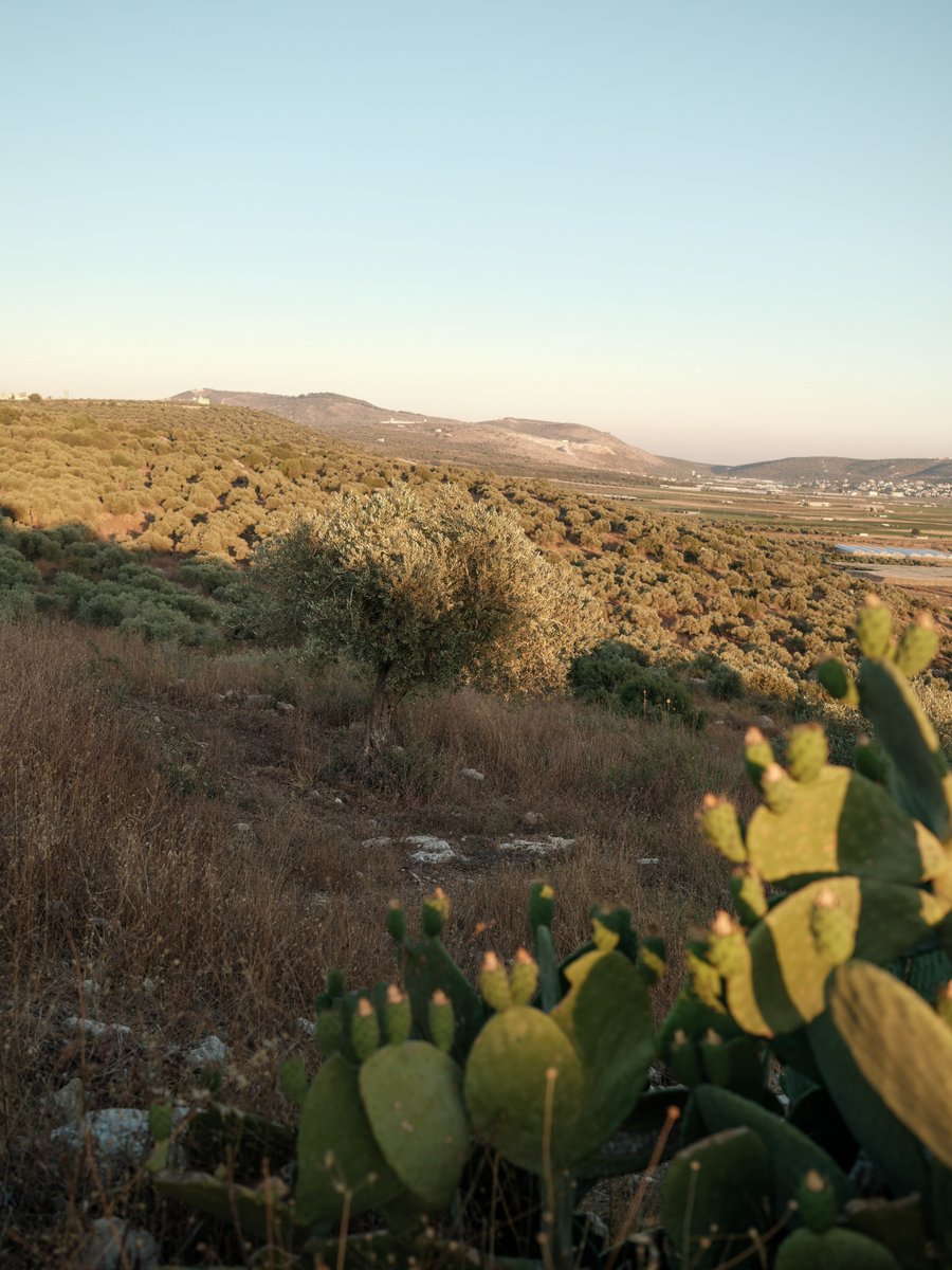Are your fences at home made of prickly pear cactuses? They are for farmers in Palestine, using them both as a boundary line but also as a way to block fires! Plus, they're tasty, so they're here to stay. #cactus #palestine #pricklypear #regernativeagriculture
