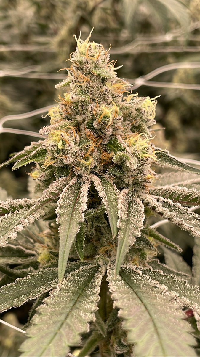 Farmers Daughter (Tractor Fuel x Strawberry Meltshake)