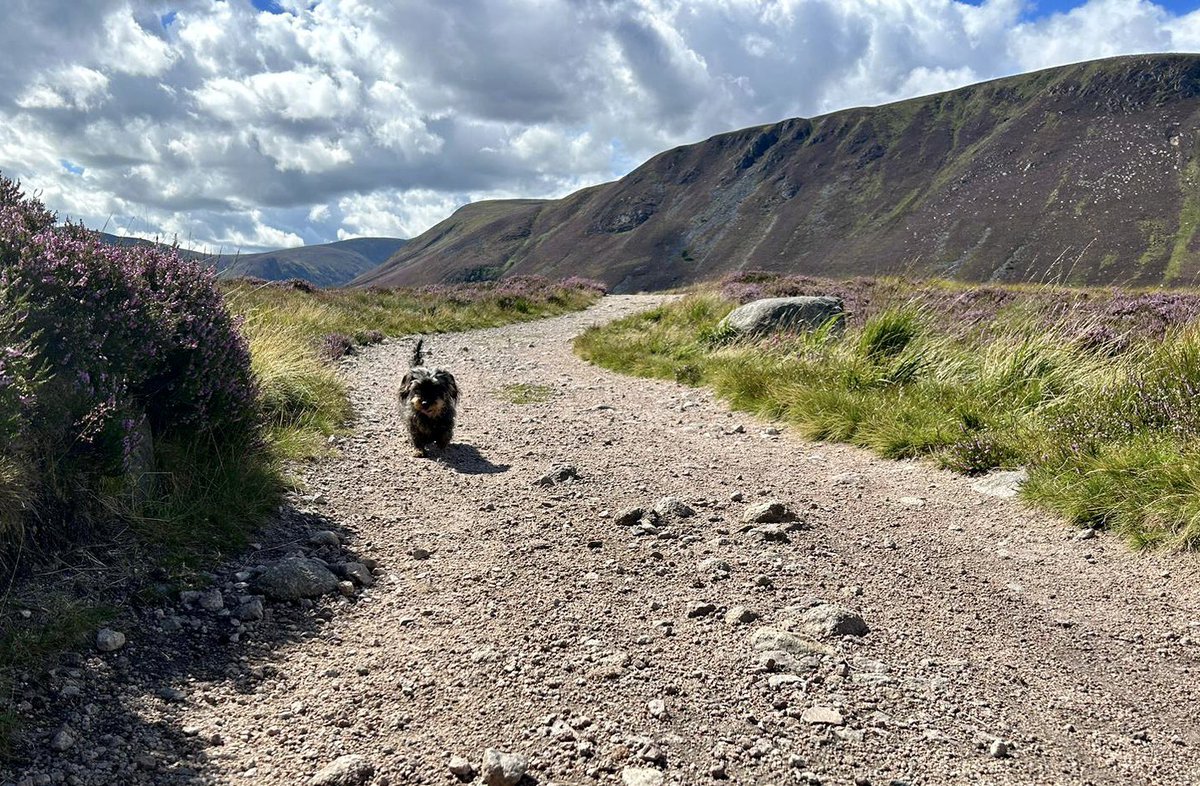 Fionasstalker's tweet photo. Beautiful part of Scotland #LochMuick 🥰 #outdoortherapy https://t.co/0mM77wqHxS