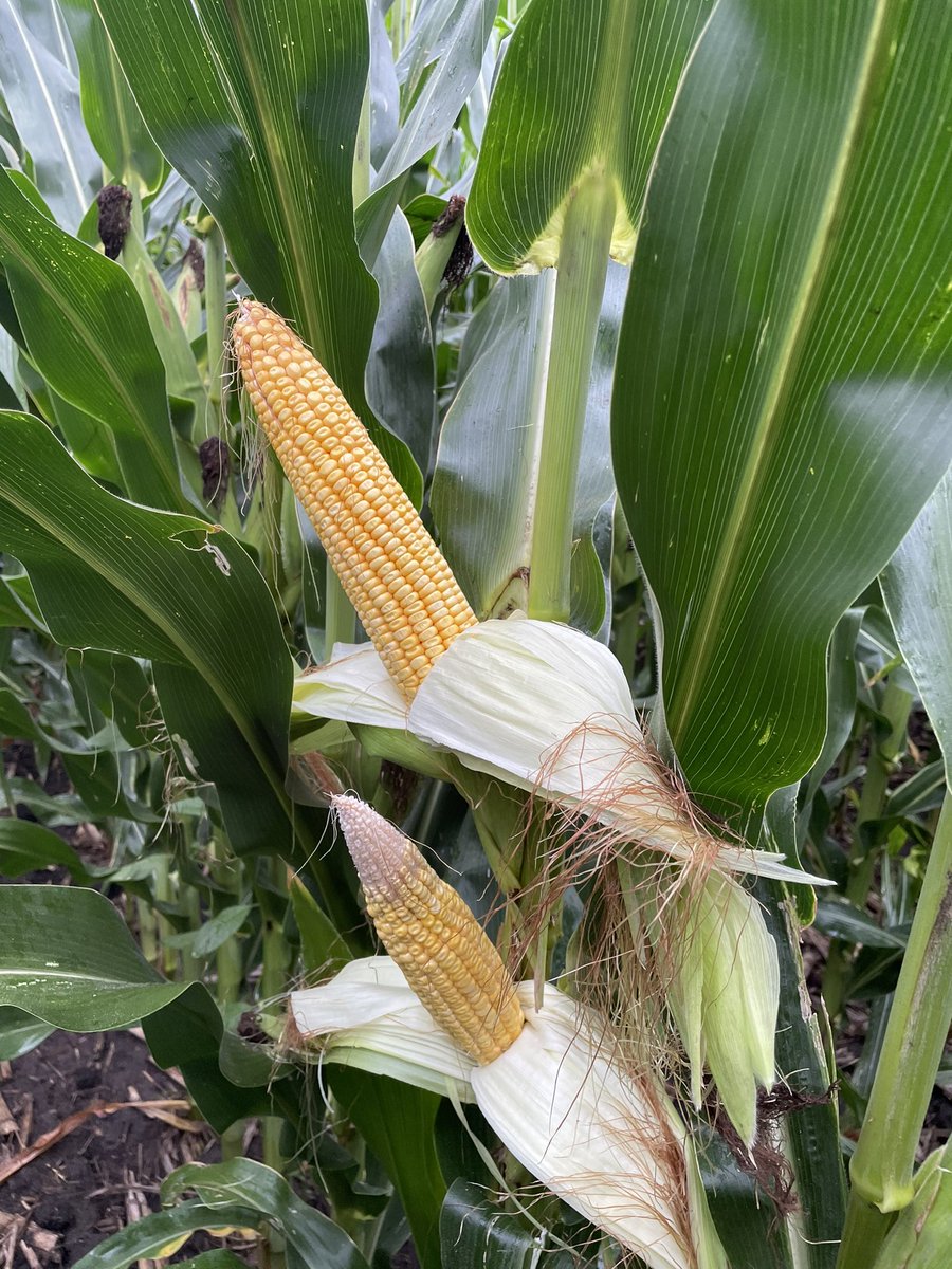 Hybrids like 82P68 Stax Pro are coming alive!  Wowzer. This was in a big plot East of Bloomington IL.  <a href="/ProHarvestSeeds/">ProHarvest Seeds Inc</a>