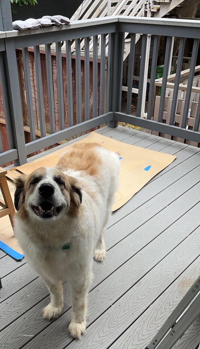 LiftedHaze's tweet photo. He loves his new home https://t.co/NXqHCy5GDQ