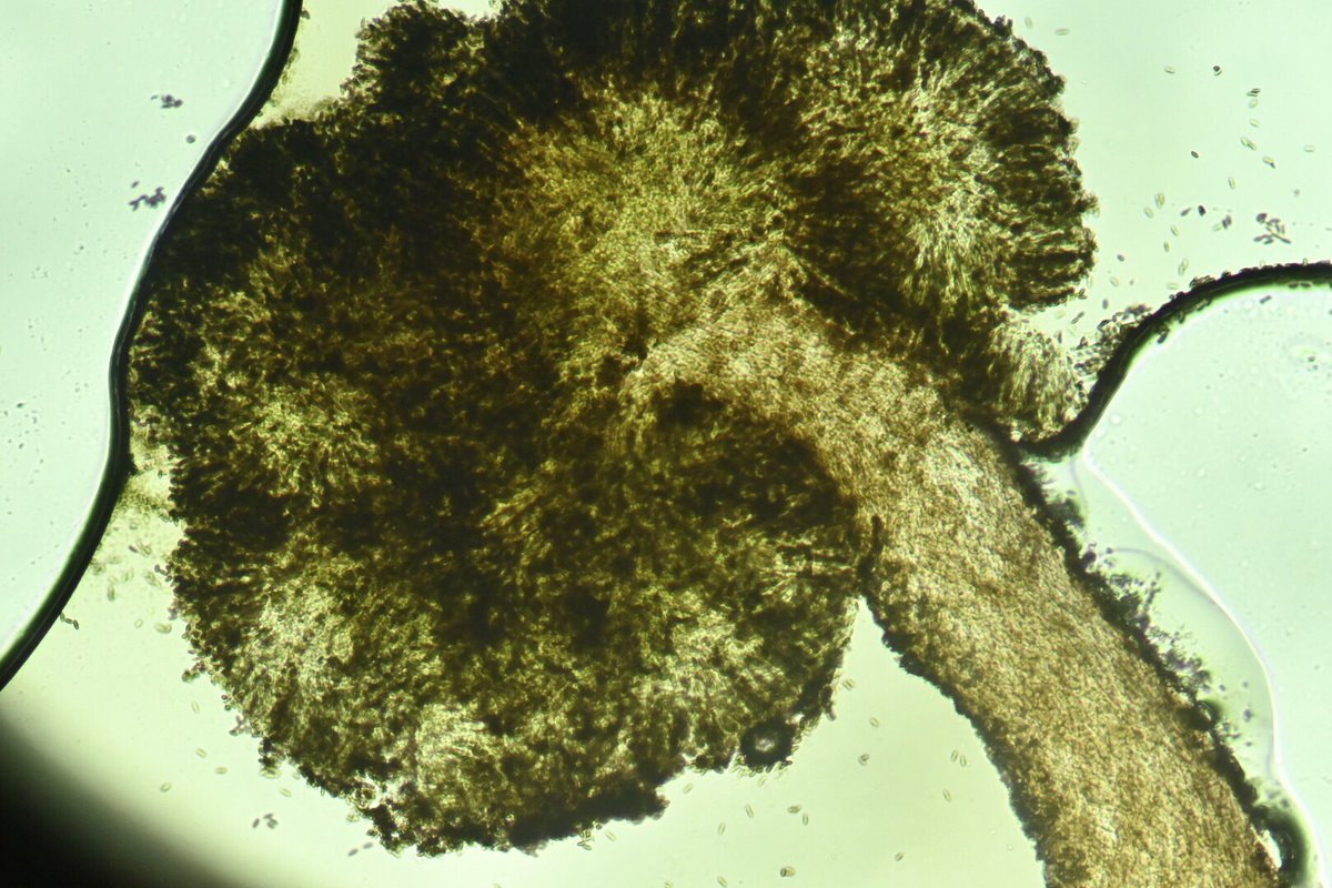 AnninaKantel's tweet photo. First day of the lichen course in Saxnäs now finished 🇸🇪 What a joy to be with colleagues of different ages! Also many interesting collections today, e.g. Chaenotheca sphaerocephala and Chaenothecopsis viridialba.
#ForBio @BendiksbyMika #oslouniversity @luomus https://t.co/Pv1X7RvexQ