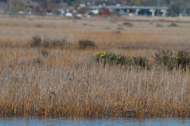 Check out this two-day workshop to learn how wetland migration projects in the San Francisco Estuary are responding to rising sea levels. Join us to discuss wetland migration zone design, construction and monitoring: ow.ly/RVPQ50Pz58Y. 📷 Megan Elrod @SFEstuary