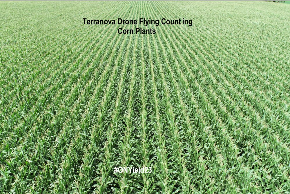Thank You to @TerranovaUavfor drone flying for ONYield23 &amp; counting #corn plants with a new record corn plant population avg. 31,210 vs. 21 30,503 when we had a record corn yield at 200 bpa! <a href="/OntAg/">Farms.com Ontario</a> Thank You Hosts <a href="/Maizex/">Maizex Seeds</a> @Alpinepfl <a href="/FarmsNews/">Farms.com U.S. Ag News</a> <a href="/OntAg/">Farms.com Ontario</a>
<a href="/MrFarmerD/">Marty</a> <a href="/FarmsMarketing/">Risk Management</a>