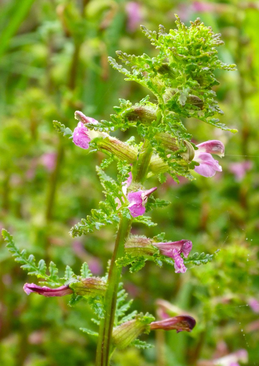 Marsh lousewort or red rattle 🩷
A semi-parasitic plant that takes nutrients from others growing near it - hence it weakens reeds & helps increase fen biodiversity. 
This week I've seen it in both #LyeValley and #HinkseyHeights🌸
#OxfordshireFens