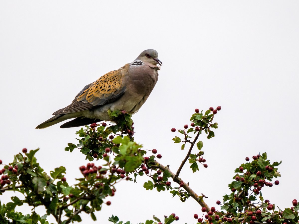 Turtle Dove at #RSPBSnettisham