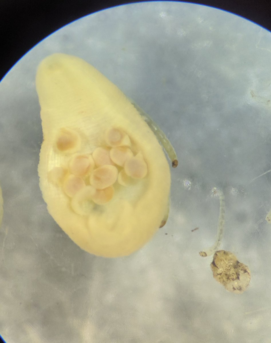 Bridget White tweet media