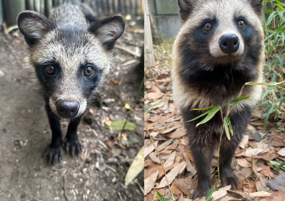ホンドタヌキ の茶豆、夏毛ver（左）と冬毛ver（右）です！パッと見る