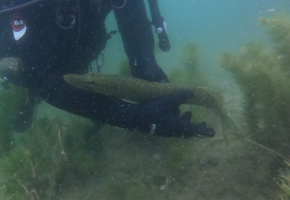 AndreasKlemens's tweet photo. War wieder ein super Wochenende in Erfurt am Nordstrand. Toll ein neues Tauchermitglied im Team begrüßen zu dürfen. https://t.co/eBwjMXjYYa