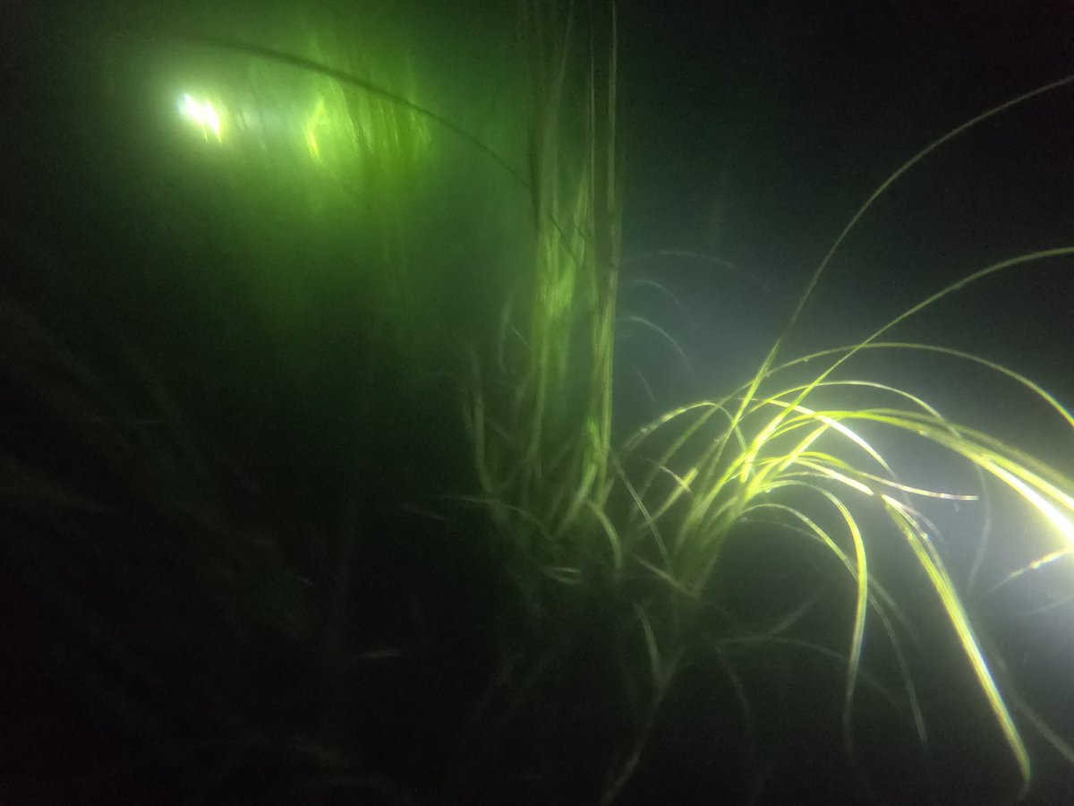 AndreasKlemens's tweet photo. War wieder ein super Wochenende in Erfurt am Nordstrand. Toll ein neues Tauchermitglied im Team begrüßen zu dürfen. https://t.co/eBwjMXjYYa