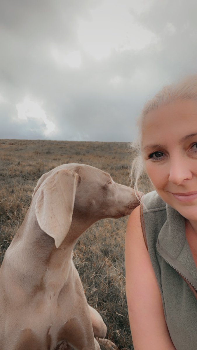 lynnslabs's tweet photo. Second shoot day = fun day for the pup #torvitot #cumbria #weimaraner #shootday #grouse #weimeranersoftwitter #puppylove https://t.co/HGBsAHQAyO