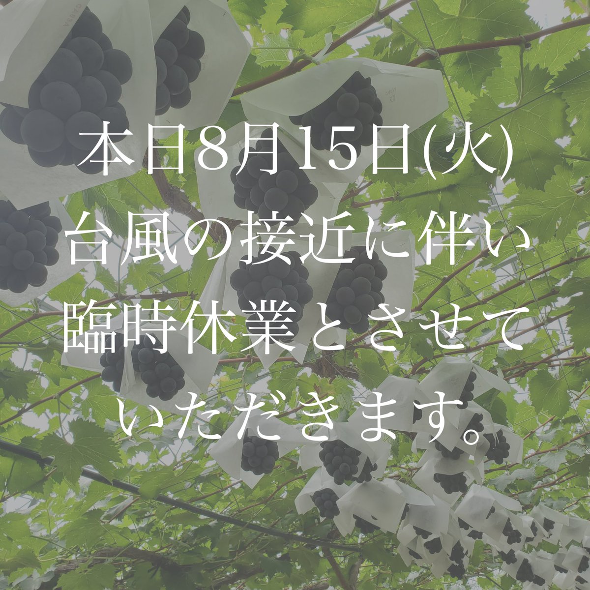 マルワ農園 (@maruwa_farm) / Posts / X