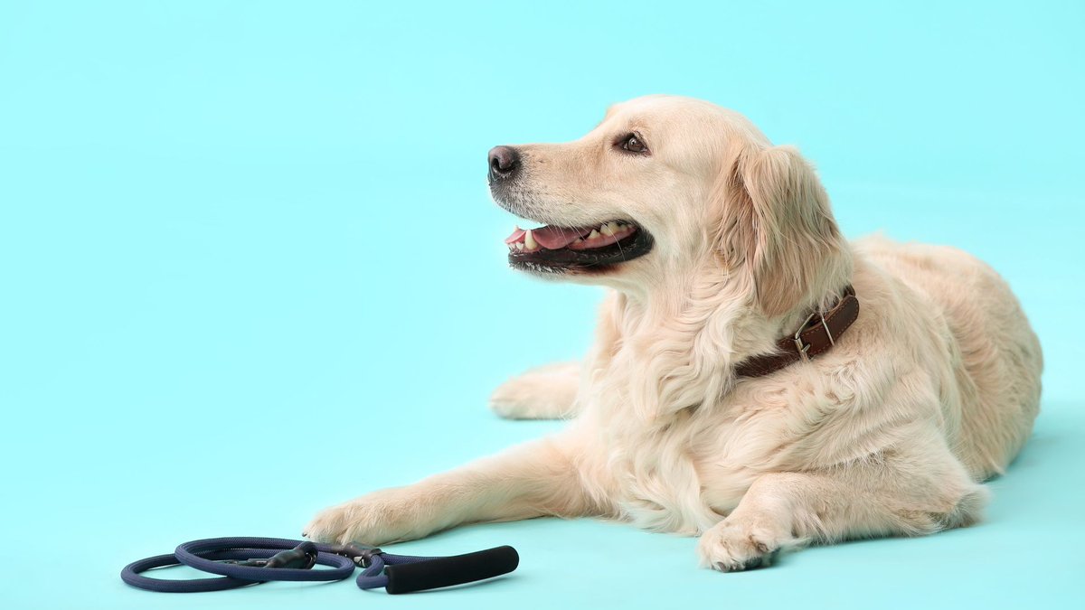 🐶🔬 California scientists, let's leave dog years behind and embrace a new era of accurate, personalized age predictions. Our canine companions deserve the best care based on the latest science! 📚🐾 #ScientificAdvancement #PetHealthcare 

…5wbhccqff2hr4b9mckl.hop.clickbank.net/?tid=k9tweitte…