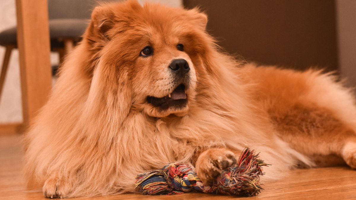 🌍🌡️ Environmental factors impact a dog's aging process. California scientists, let's study the effects of pollution, climate, and urban living on our furry companions. 🏙️🌳 #EnvironmentAndAging #PetHealth

…b0ysncs3o5jk5egk7ix.hop.clickbank.net/?tid=k9tweitte…