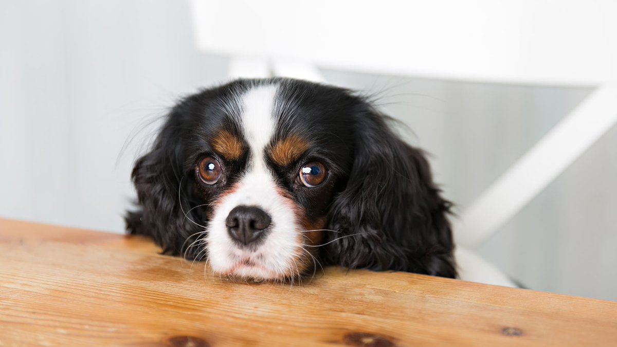 🕰️⚕️ Accurate age prediction has implications for veterinary care. California scientists, let's provide pet owners with better insights into their dogs' health needs at different life stages. 🏥🩺 #VeterinaryCare #PetWellness

…dxasp8y2fwip0c7ldm1.hop.clickbank.net/?tid=k9tweitte…