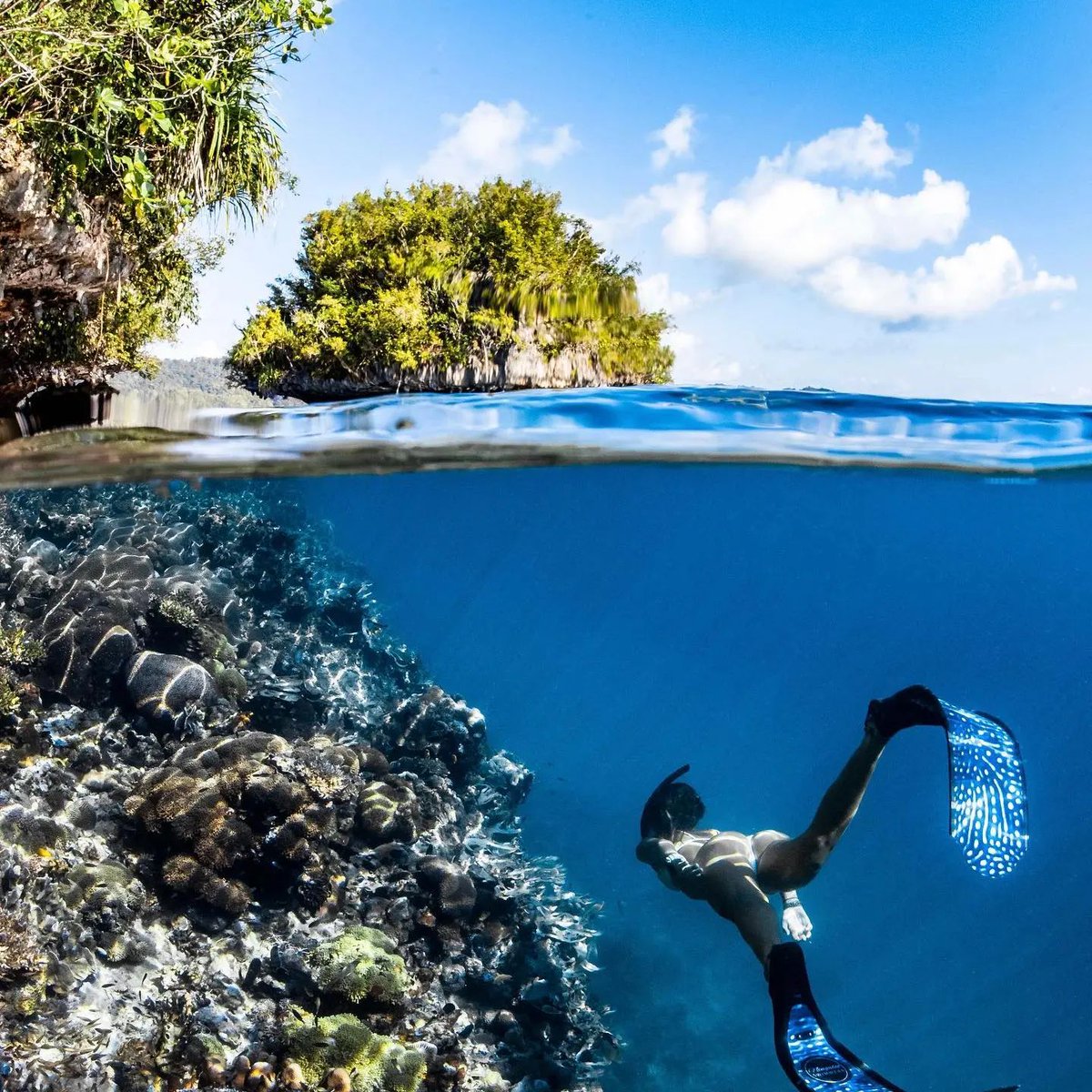 Best dive site you’ve ever done…? 🏝️ 🪸

Read more : memorablegiftstore.com/collections/sc…

#ocean #overunder #underwaterphotography #waterworld #freediving #coralreef #rajaampat #westpapua #oceanlife