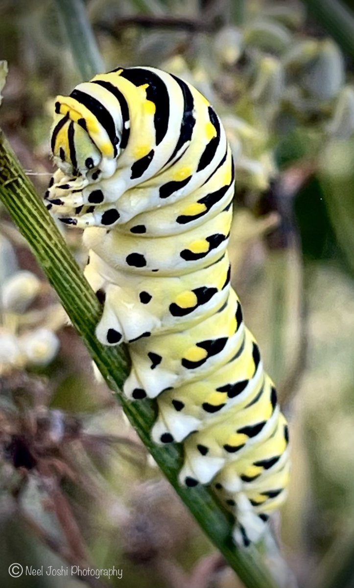 Such a beautiful caterpillar of a swallowtail butterfly! Insect diversity is amazing! #PhotoOfTheDay