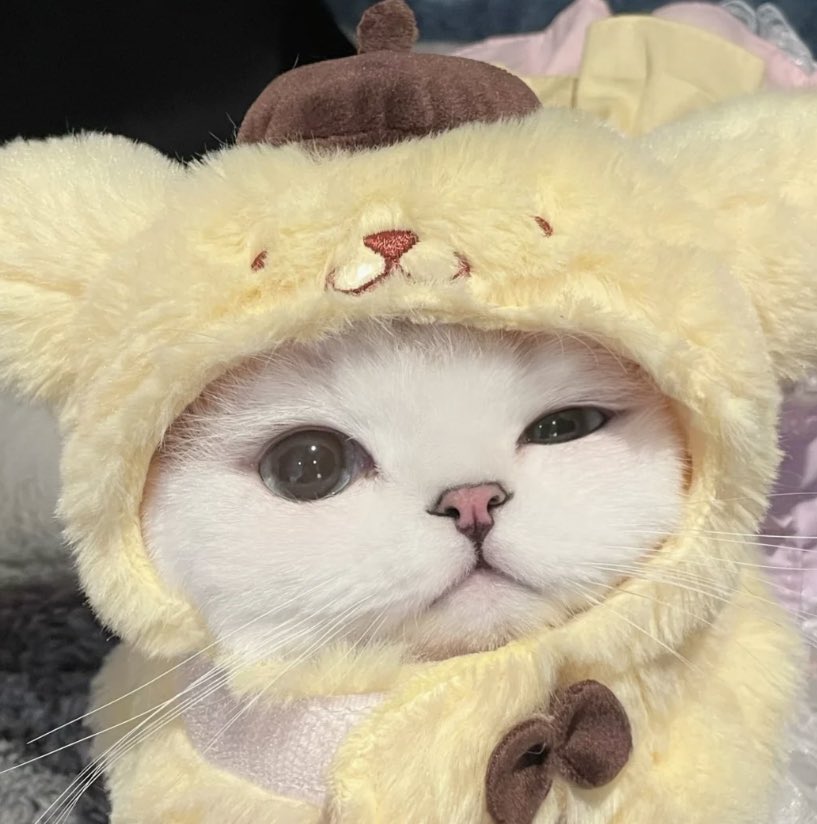 heartipink's tweet photo. kitty wearing sanrio hats https://t.co/mam0jLvXbb