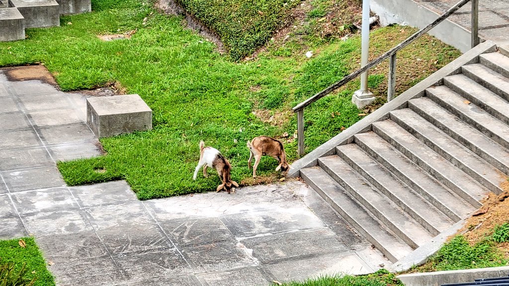 The @UF goats