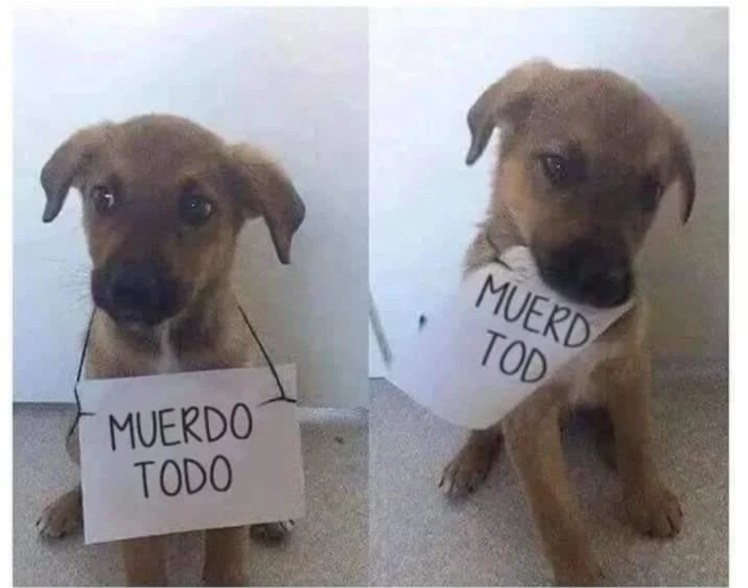 NewsDigitalesAr's tweet photo. El verdadero "el que avisa no traiciona" 😂 https://t.co/6EDaaP1z03
