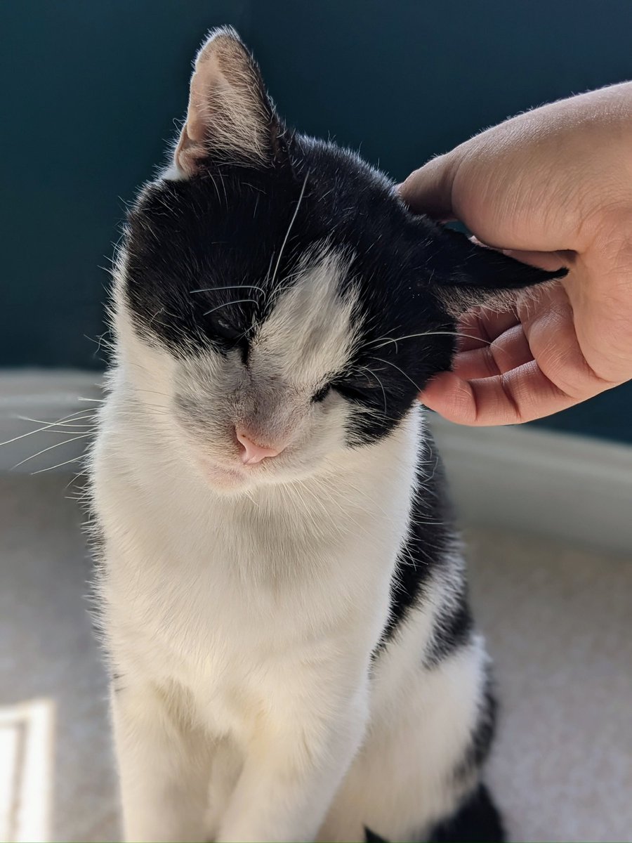 basil 🌿 (@masterbasildon) on Twitter photo 