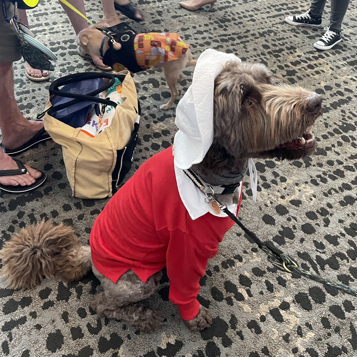 theatomicgrog's tweet photo. One of the lesser-known but easily the most adorable signature event at @tikioasis is the Pooch Parade. The 2023 theme was "The Enchanted Sea," and the creativity was just as high as the cuteness factor. #TikiO #TikiOasis #TikiOasis2023 #tiki #tikievent #tikiweekend #poochparade https://t.co/IBw9LO0rXT