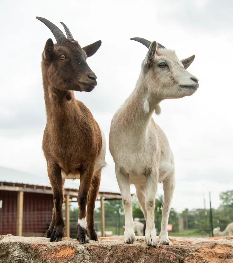 kingstonagbo's tweet image. Wan Bissaka and Varane today
#Onana #GGMU #ManchesterUnitedvsWolves