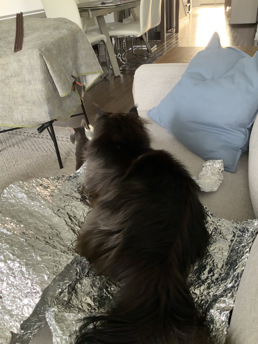 Christina Cella tweet media