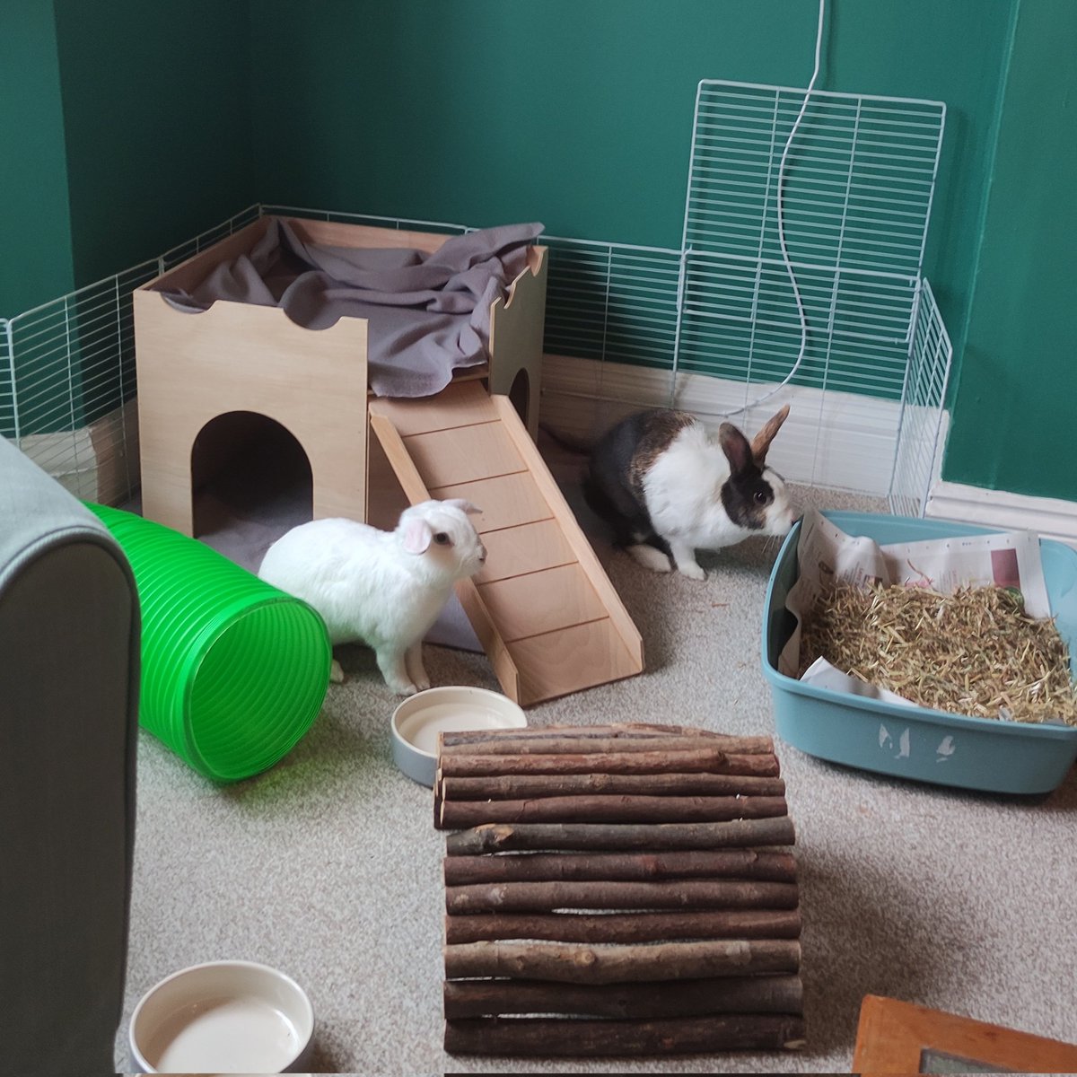 laevisiloki's tweet photo. I have new friends who live in my house 😊 https://t.co/xCLGX6yzUd