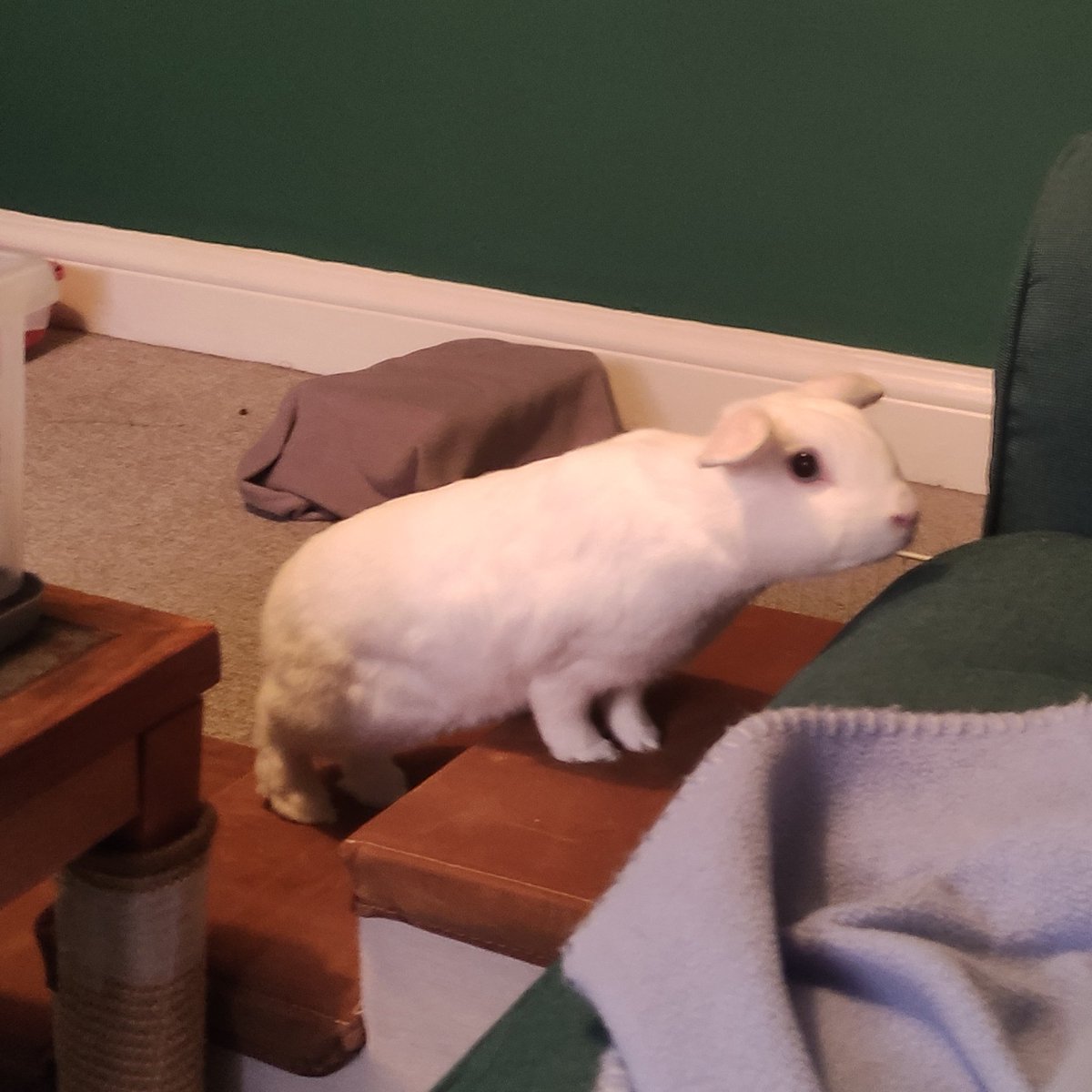 laevisiloki's tweet photo. I have new friends who live in my house 😊 https://t.co/xCLGX6yzUd