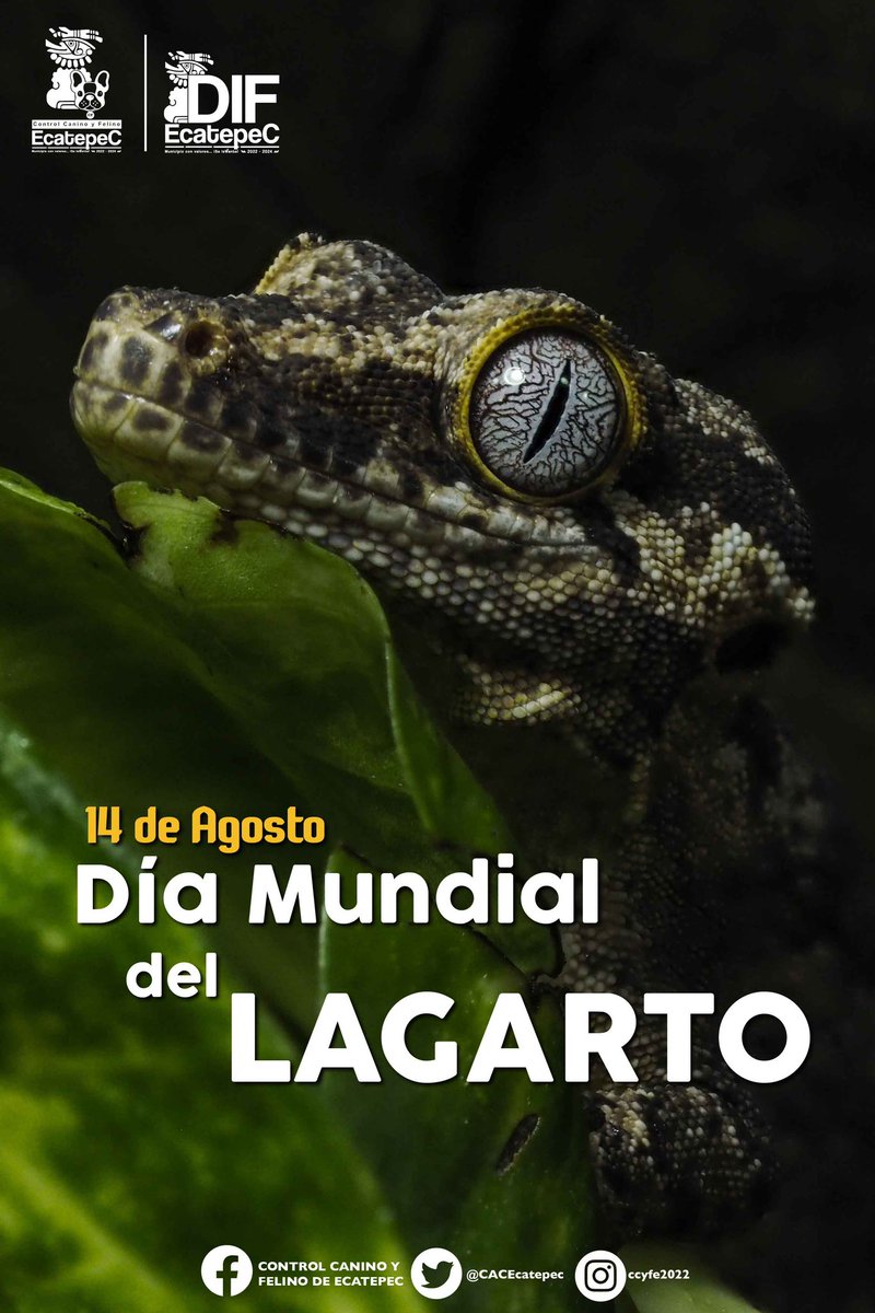 #DíaMundialDelLagarto | recordemos que estos animalitos tiene una gran importancia, creemos conciencia de la importancia de su especie y las amenazas que afronta, tales como el tráfico de fauna.

#DIFEcatepec #MunicipioConValores