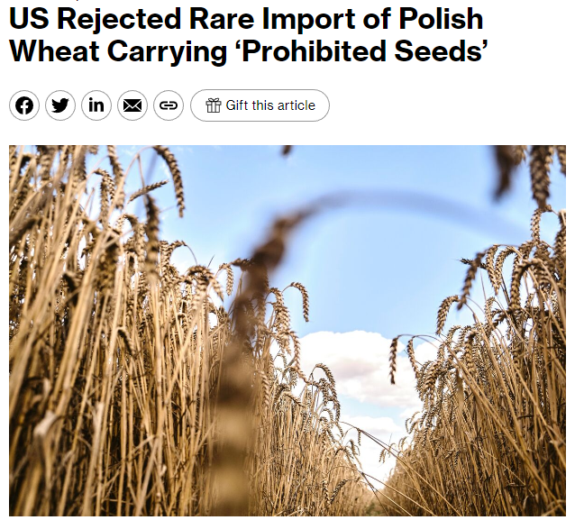 GrainStats's tweet photo. 🇵🇱 Polish wheat cargo rejected in the United States🌾

It's official, that cargo everyone's been talking about has been rejected by United States Customs and Border Protection for containing "prohibited seeds"

The vessel was carrying 30,000 metric tons of Polish wheat on board the bulk vessel, "Yochow" 🚢

The cargo will now have to find a buyer and a country that will be willing to accept it