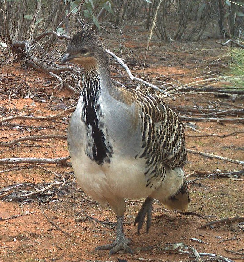 Here's your morning #malleefowl
