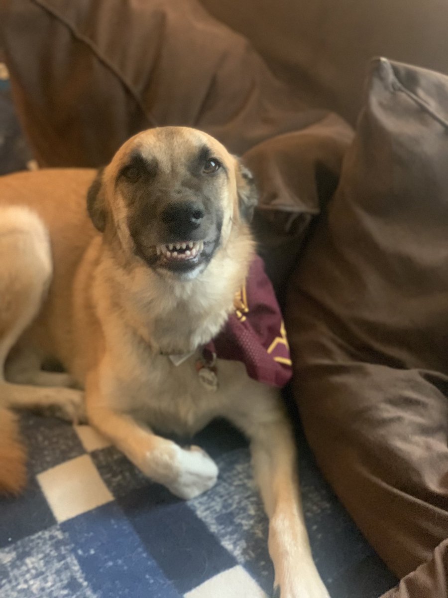 Greg52096's tweet photo. Even with being sick this face always makes me smile! https://t.co/A3ws0bfZOu