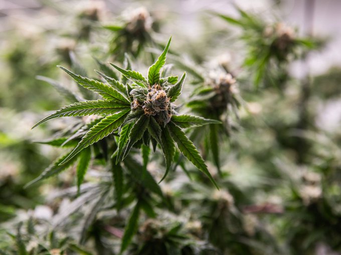 Canna Buzz Report tweet media