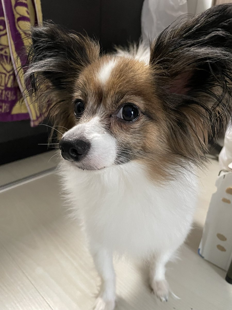 Loco20190408's tweet photo. おはようございます🙇‍♀️
台風ですねー💦
うちのおねぇちゃんはあいにくの
夜勤らしいです…😮‍💨💨
ってスカした顔やめぇーい🥹わら https://t.co/NRFOfx1GF7