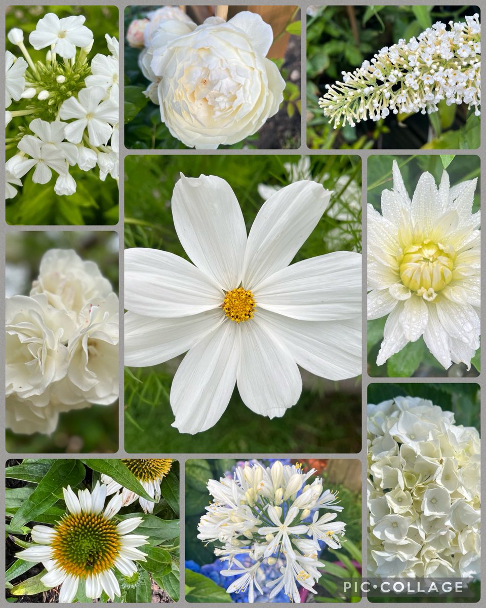 A very late and not strictly #gardenershour, but a quick  #sixweeksofcolour in white 🤍🌱💚 #GardeningTwitter
