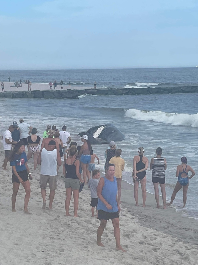 mtkblb's tweet photo. @shellenberger And today we have #61 Ohio Beach, Long Beach, Long Island; towed from East Rockaway Inlet top Long Beach. #Humpback #HowManyMoreWillItTakeToStopTheMadnessNOAA @NOAA @BOEM #FederalInvestigationNOW #WhistleBlowersPleaseComeForward https://t.co/RTspH8WHB8