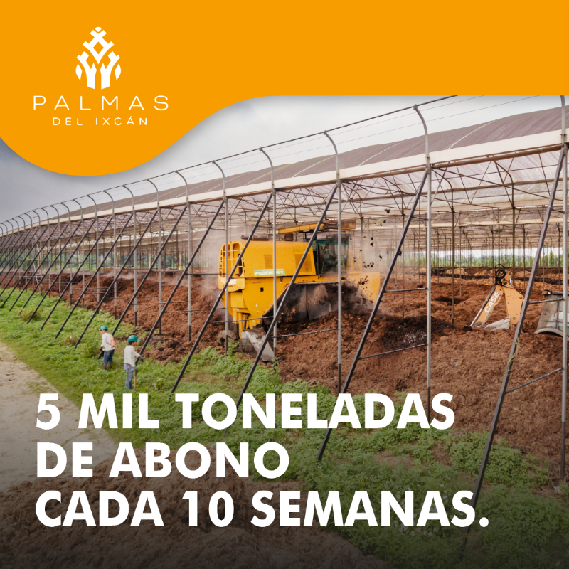 PalmasdelIxcan's tweet image. Con nuestra #compostera, logramos procesar y generar hasta 5 mil toneladas de abono cada 10 semanas. Transformamos todos los desechos sólidos en un valioso abono orgánico que nutre la tierra y mejora su estructura.#AbonoOrgánico #Sostenibilidad #AceitedePalma #PrácticasAgricolas