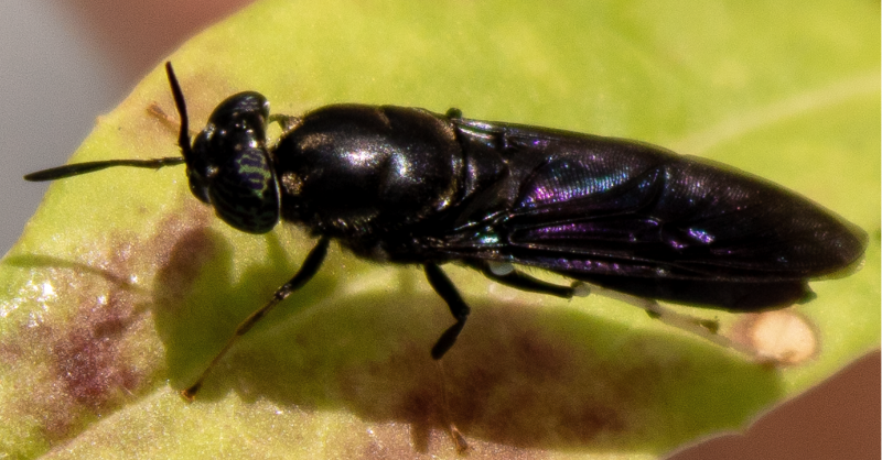 GroupWooley's tweet photo. We are thrilled to share the @ACSpressroom news release for our work utilizing black soldier flies as a sustainable supply chain for natural building blocks. These insect-harvested feedstocks can then be transformed into degradable plastics such as superabsorbent hydrogels.