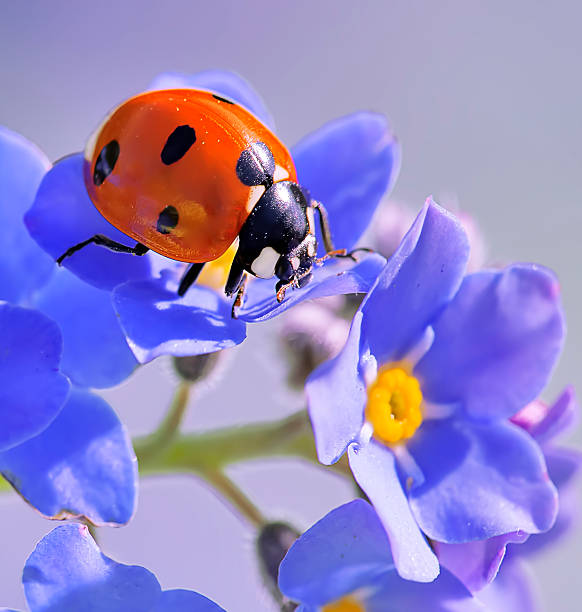 binfordinsect's tweet image. Ladybugs are considered good luck in many cultures and are believed to bring happiness and prosperity. #GoodLuckCharms #BinfordInsectControl