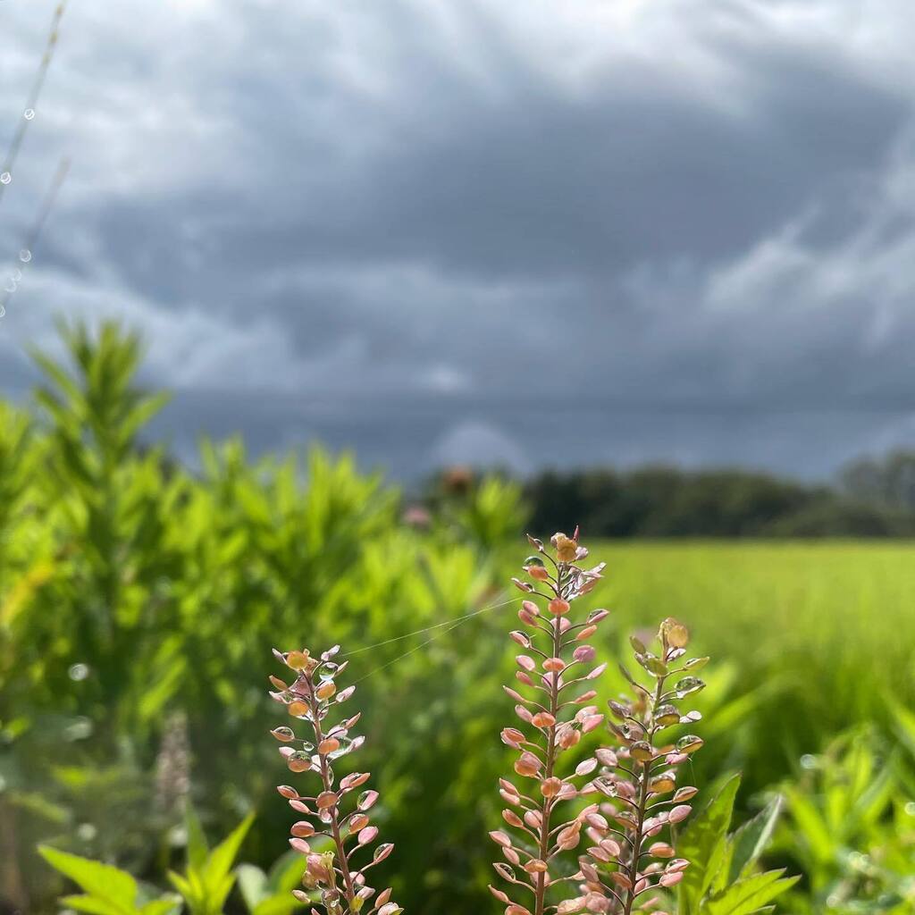 k_toyo's tweet photo. Capsella
#plants #clouds #sky #capsella #arabidopsis #summer #walking #植物 #ナズナ #空 #雲 #夏 #散歩 https://t.co/SD8TrsjOnx https://t.co/k2fZ01Ub7C