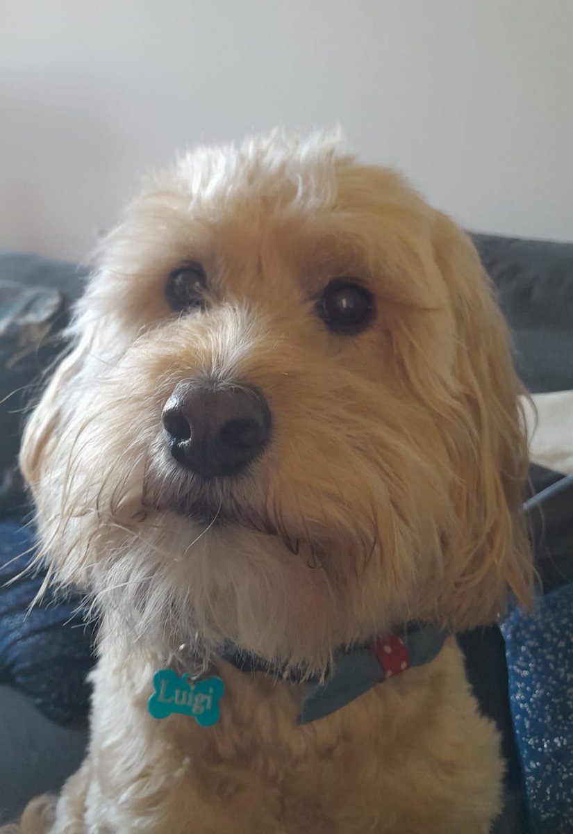 Ruby20124's tweet photo. @AldiUK My name is Luigi(cockapoo) my ultimutt favourite food is cheese and I love hi fiving. I would like to enter the medium category. #EarlsPooches
@AldiUK 
🐶 🐕 🐩 🐾 https://t.co/h2ZnhsP78V