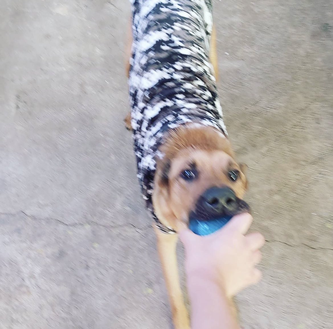 MarielFaby's tweet photo. @Desde_LaButaca_ @UniversalMX Este es mi perrito 🐶 espero ganar (no puedo etiquetar a mi acompañante) https://t.co/SLhsDYjlQw