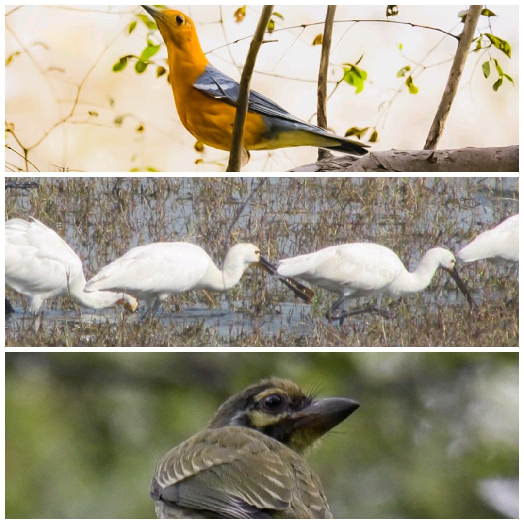 #Tiranga #HappyIndependenceDay #indiaves #ThePhotoHour #BirdsOfTwitter #TwitterNatureCommunity #wildplanet #wildlife #BBCWildlifePOTD  #BirdsSeenIn2023 #NatureIn_Focus #birdtwitter #birds #NatGeoIndia